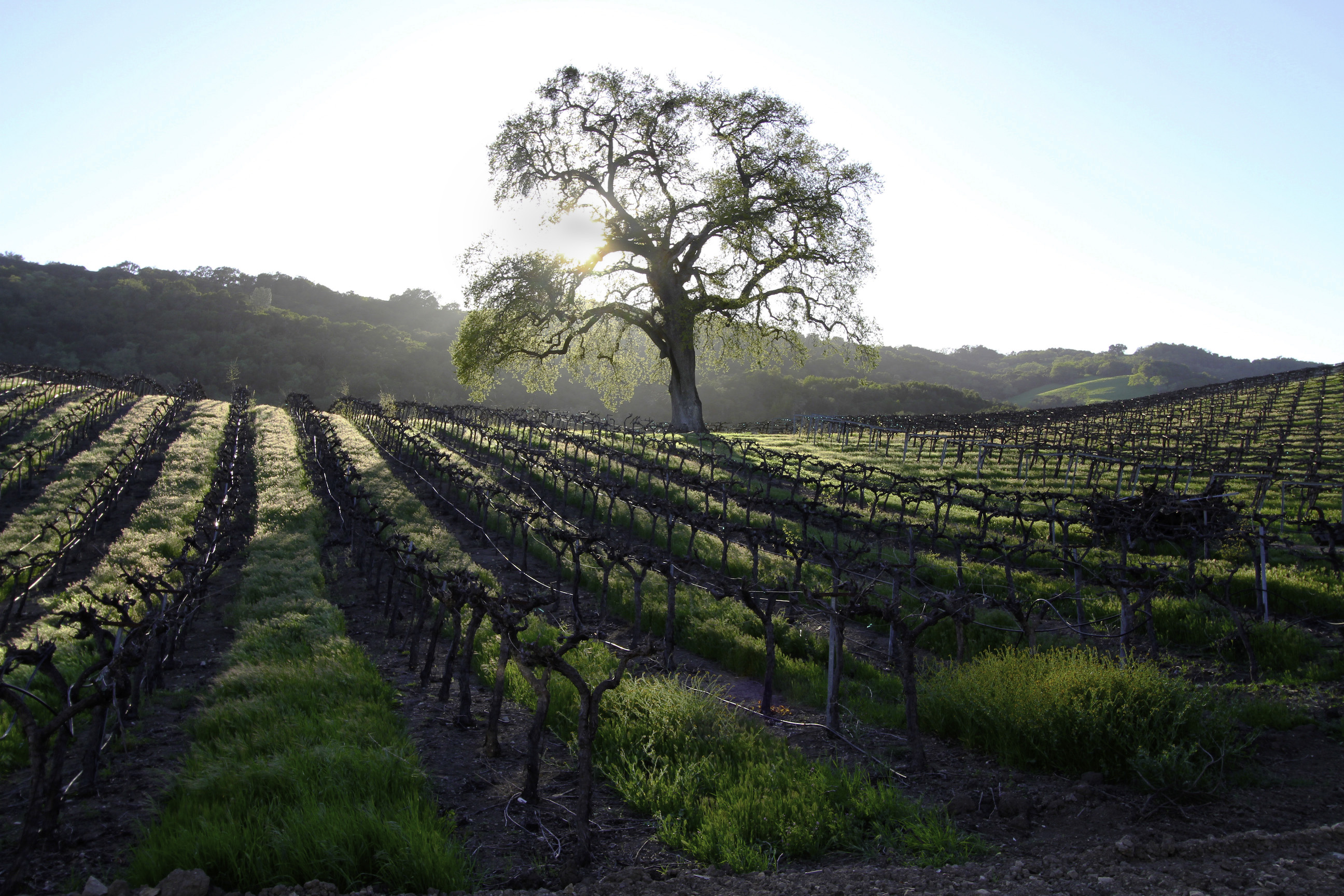 HammerSky Vineyards, San Luis Obispo County